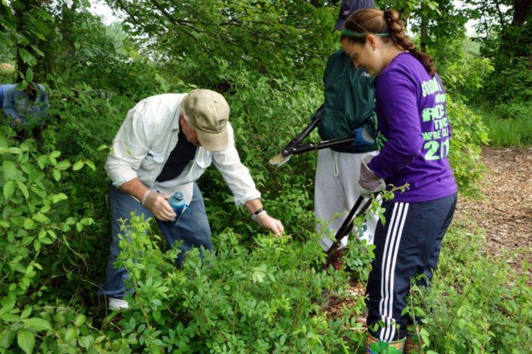 Volunteers removing invasive plants